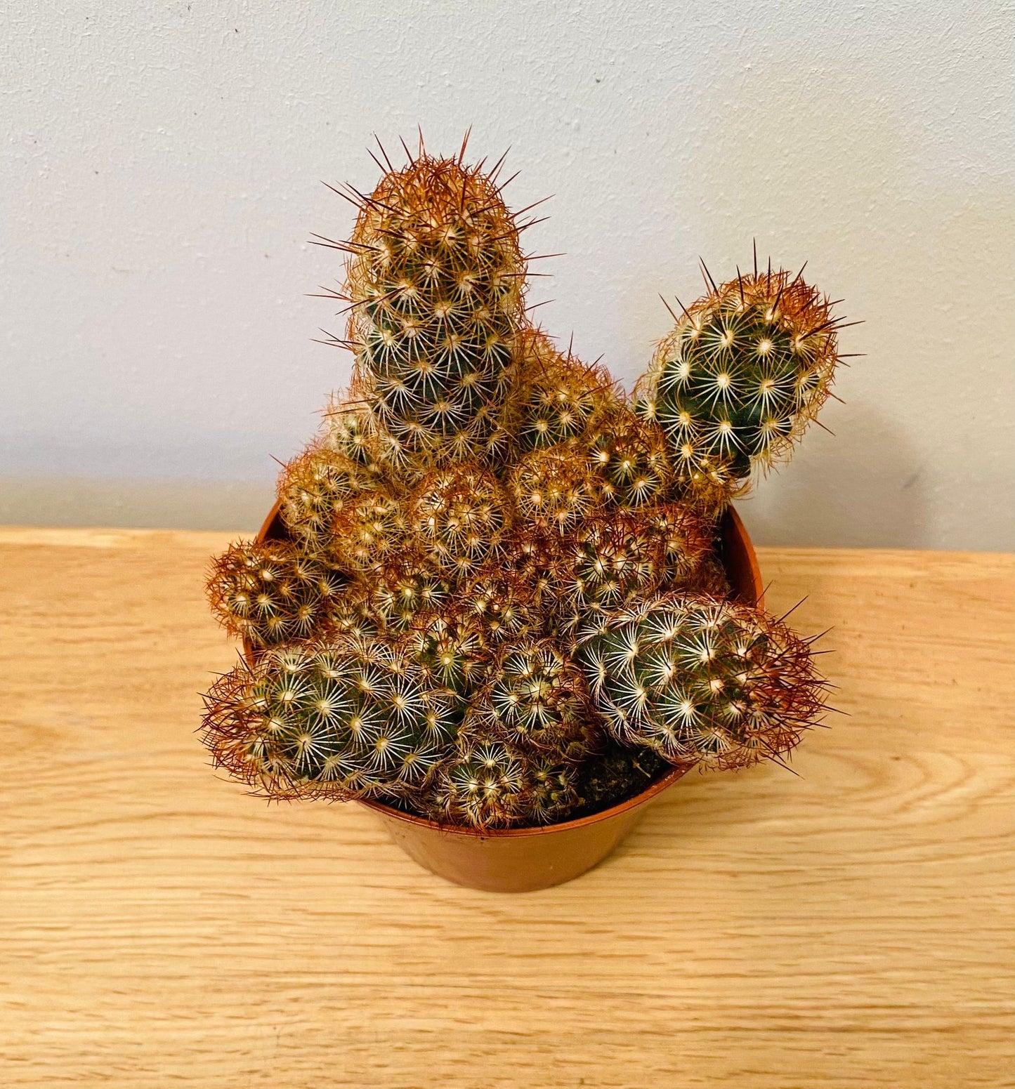 Mammillaria Elongata F. Rubra