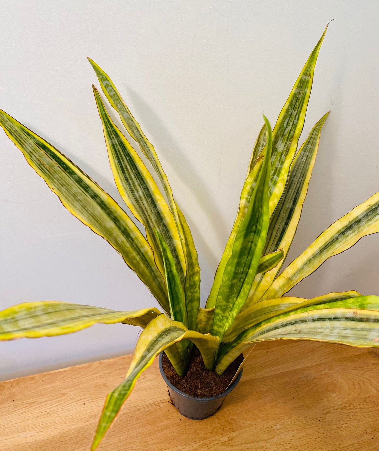 Sansevieria Metallica Yellowstone