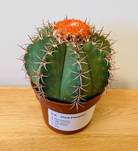 Melocactus Matazanus