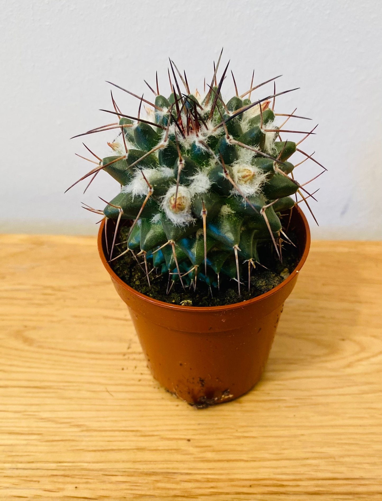 Mammillaria Compressa