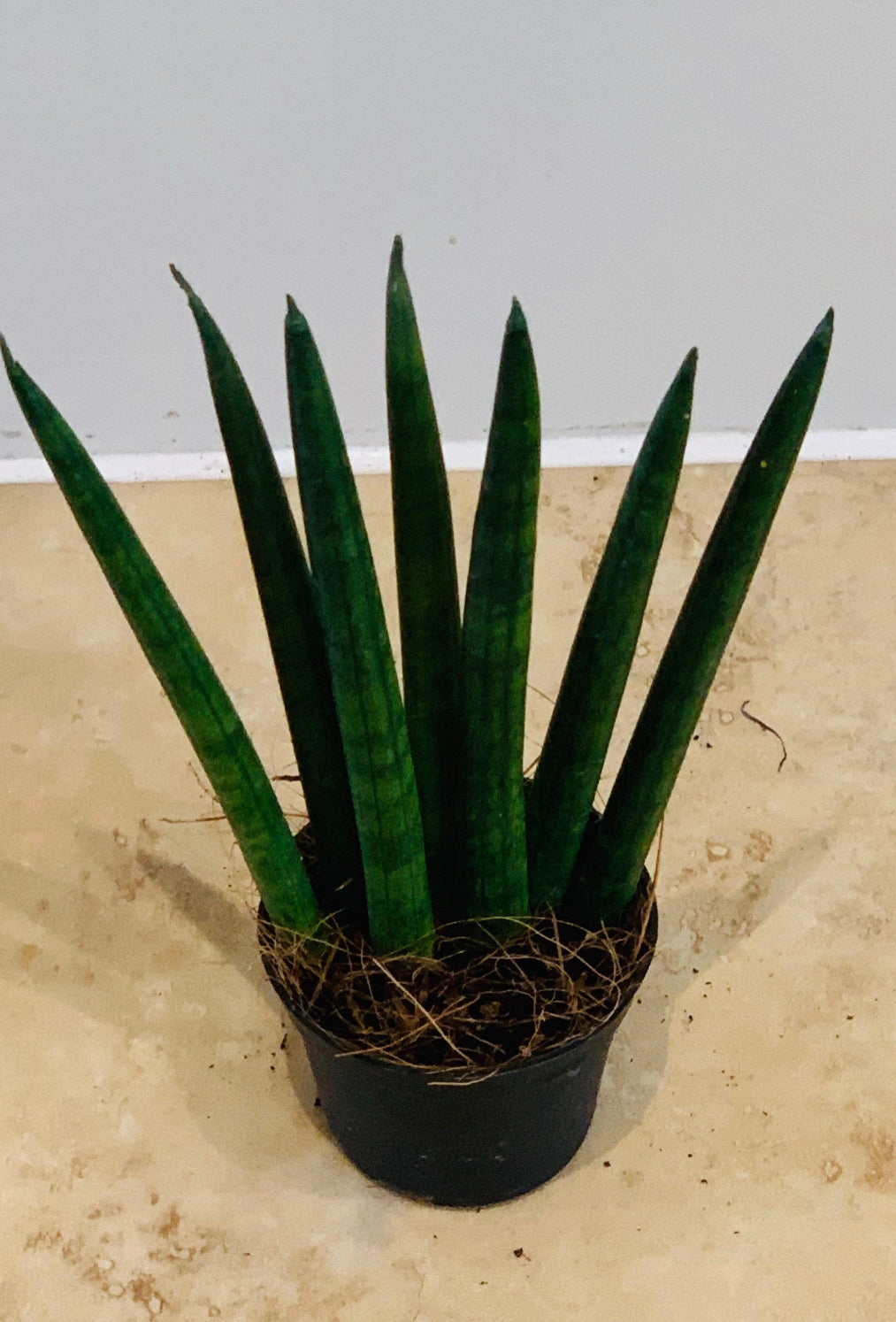 Sansevieria Cylindrica