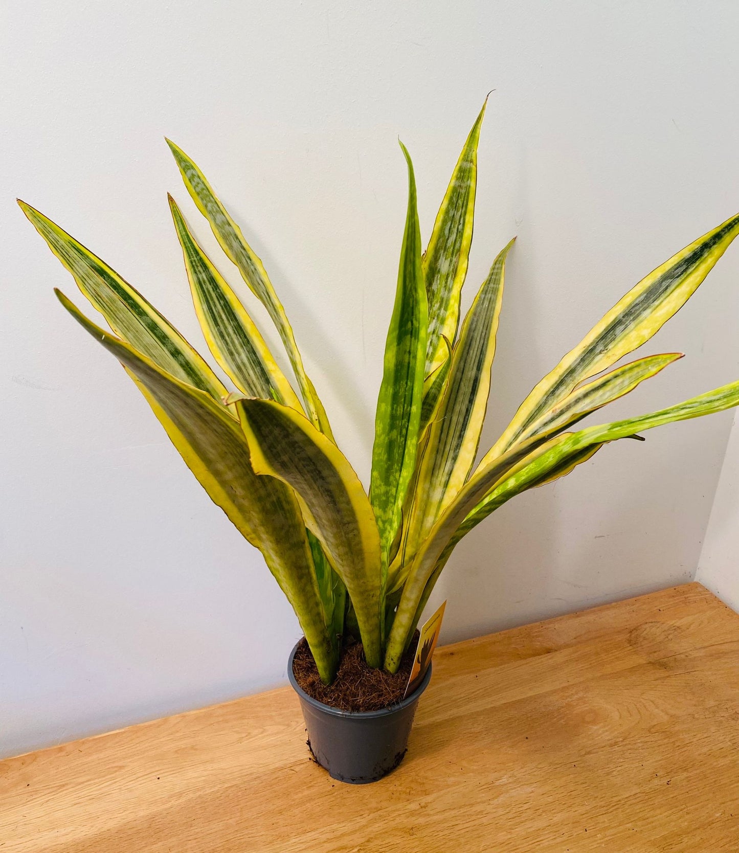 Sansevieria Metallica Yellowstone