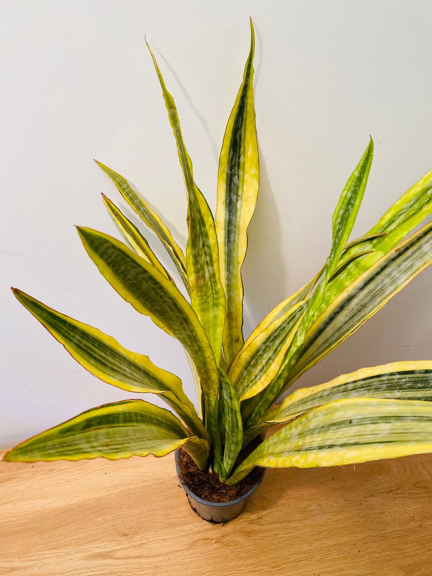 Sansevieria Metallica Yellowstone