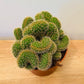 Cleistocactus Winteri Cristata