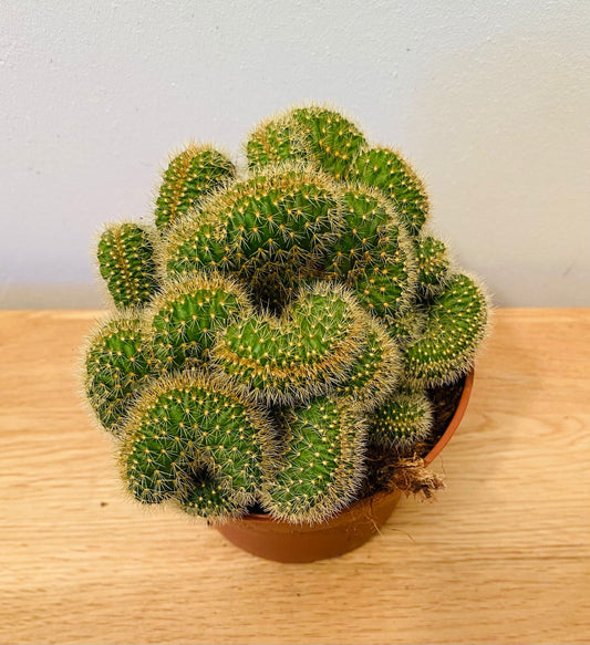 Cleistocactus Winteri Cristata