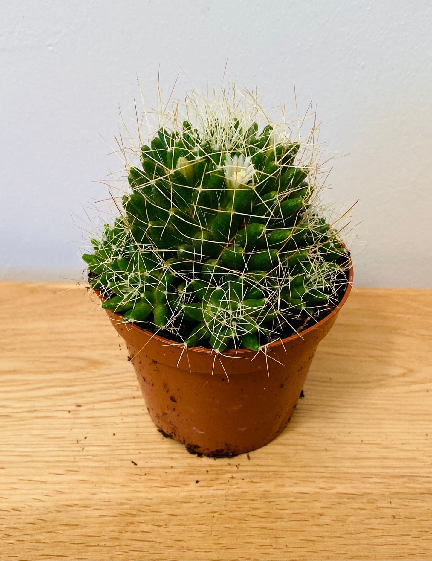 Mammillaria Decipiens