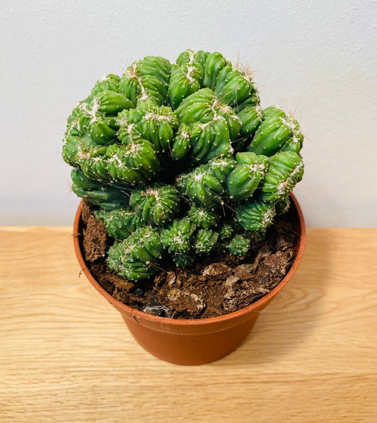 Cereus Peruvianus Monstrosus