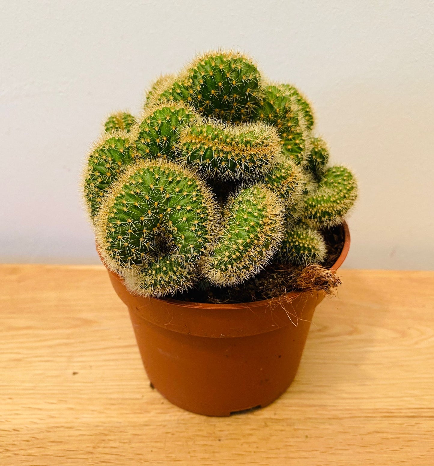 Cleistocactus Winteri Cristata