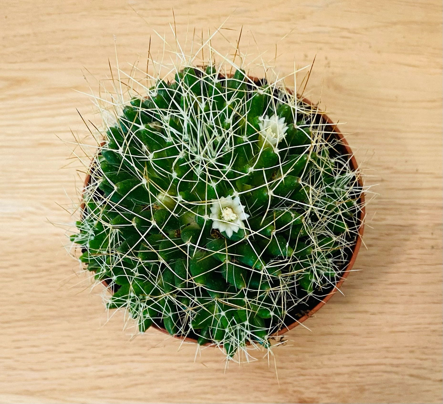 Mammillaria Decipiens