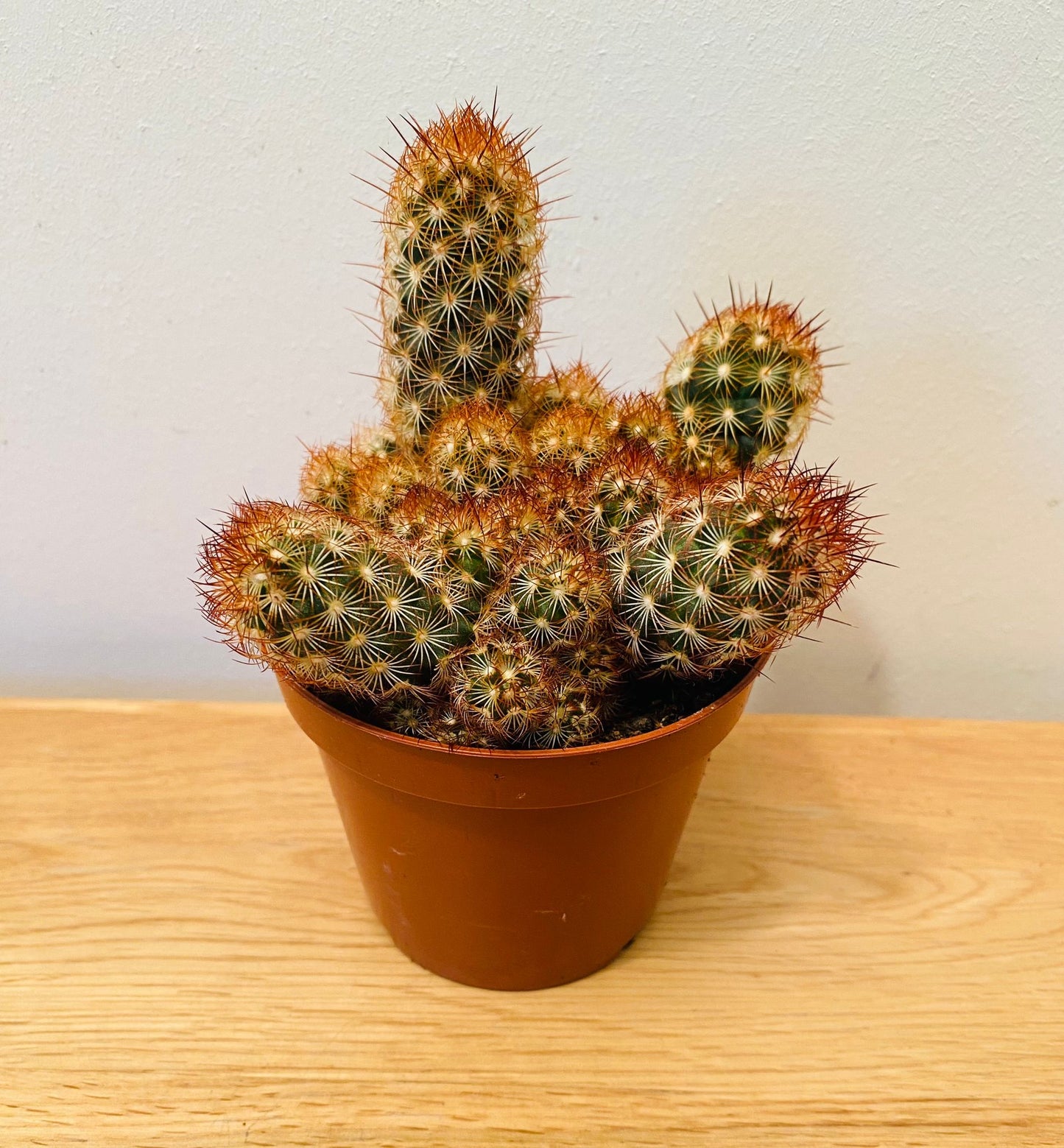 Mammillaria Elongata F. Rubra