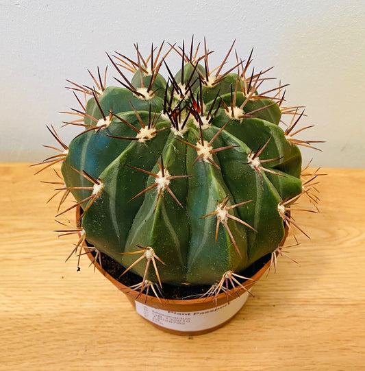 Melocactus Maxonii