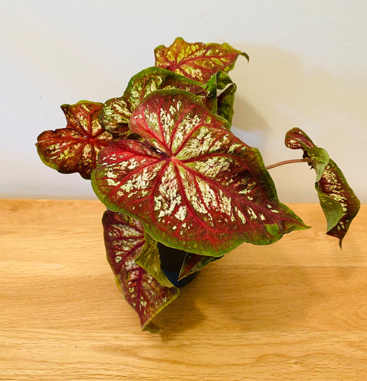 Caladium Chinook