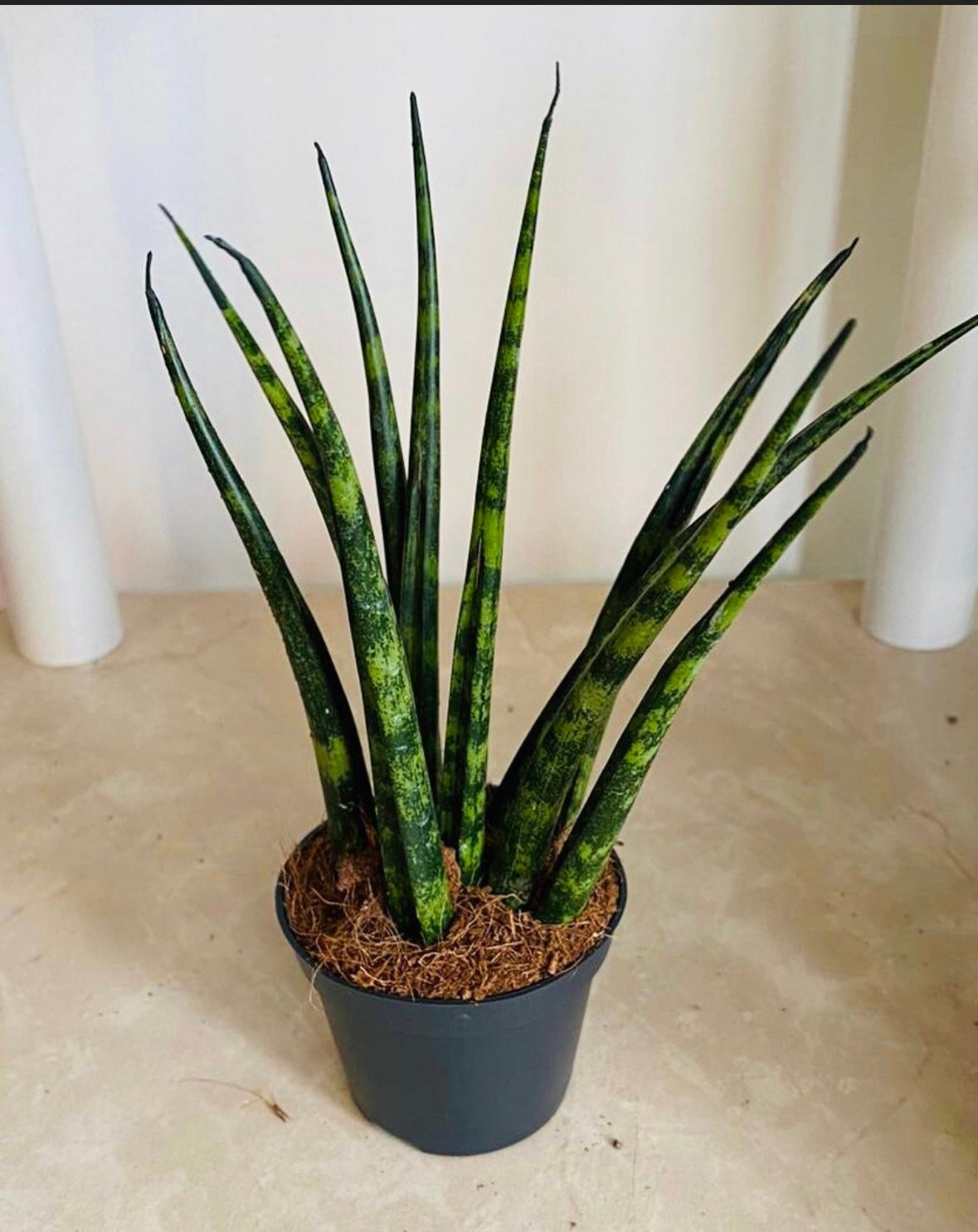 Sansevieria Cylindrica Fernwood – Cassandra’s Plants