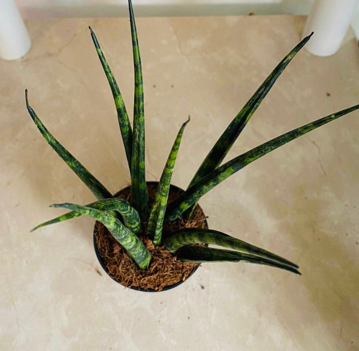 Sansevieria Cylindrica Fernwood