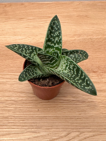 Gonialoe Variegata