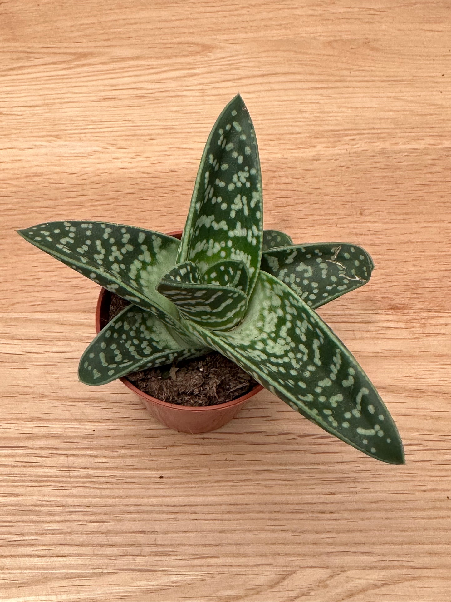 Gonialoe Variegata