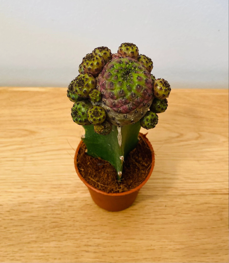 Sulcorebutia Rauschii Grafted Cactus in a 5.5cm Pot Cassandra's Plants