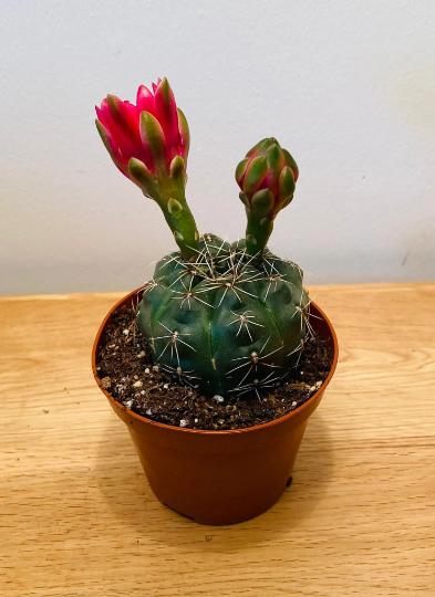 Gymnocalycium Baldianum 8.5cm pot Cassandra's Plants