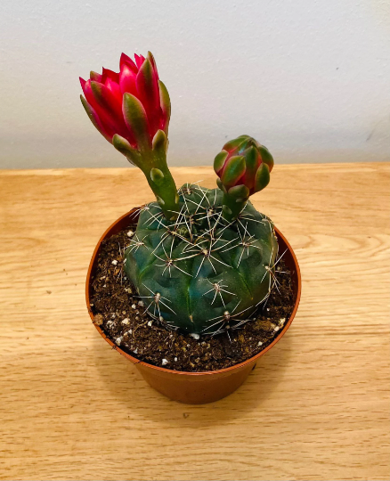 Gymnocalycium Baldianum 8.5cm pot Cassandra's Plant