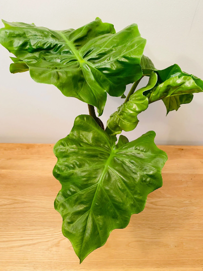 Alocasia Low Rider 12cm Pot Cassandra's Plants