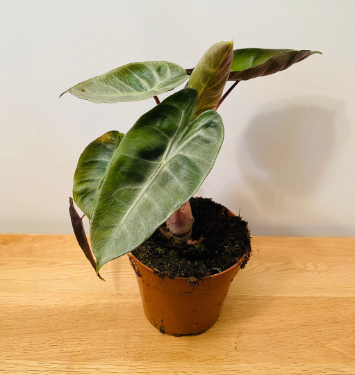 Alocasia Pink Dragon 12cm Pot Cassandra's Plants