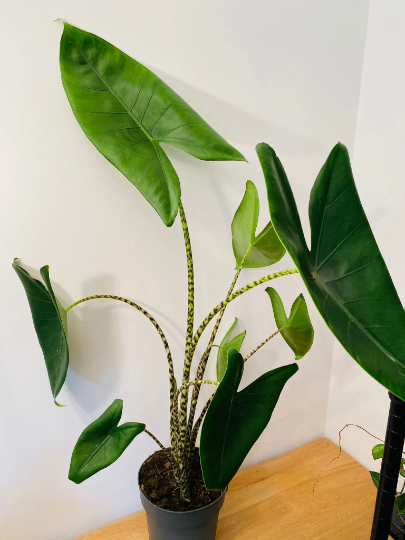 Alocasia Zebrina 19cm Pot Cassandra's Plants