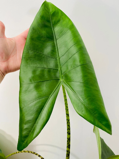 Alocasia Zebrina 19cm Pot Cassandra's Plants