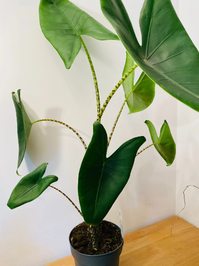 Alocasia Zebrina 19cm Pot Cassandra's Plants