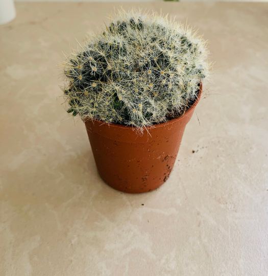 Mammillaria Bocasana Cactus Cassandra's Plants