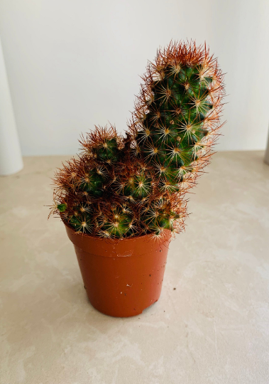 Mammillaria Elongata F. Rubra Cactus Cassandra's Plants