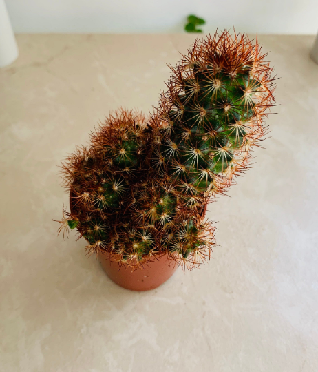 Mammillaria Elongata F. Rubra Cactus Cassandra's Plants