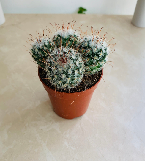 Mammillaria Bombycina Cactus Cassandra's Plants