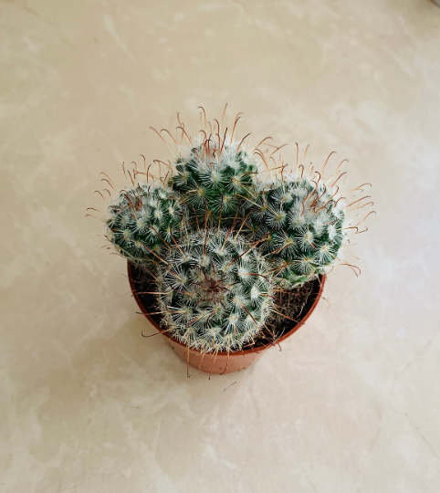 Mammillaria Bombycina Cactus Cassandra's Plants