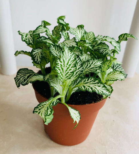 Fittonia Mosaic Tiger White in 7cm pot Cassandra's Plants