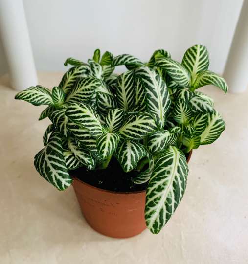 Fittonia White Tiger in 7cm pot Cassandra's Plants