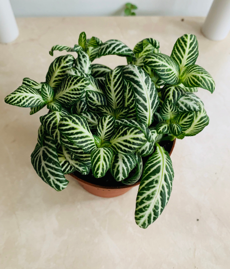 Fittonia White Tiger in 7cm pot Cassandra's Plants