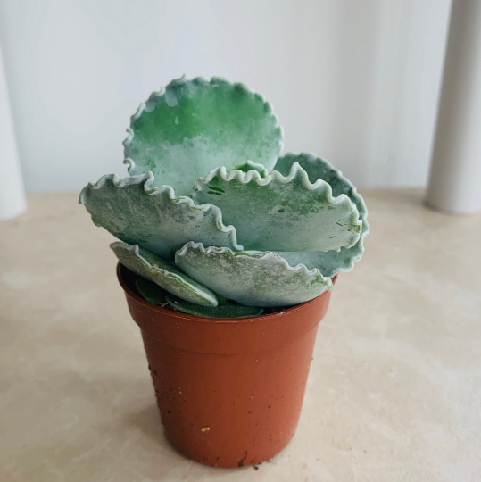 Cotyledon Oribiculata Mucronata Silver Ruffles 7cm Pot Cassandra's Plants