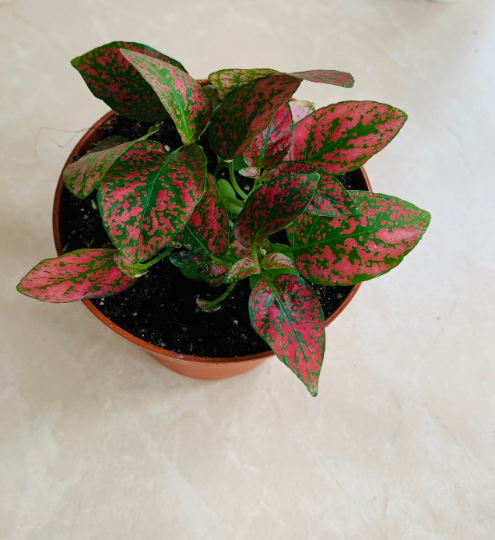 Red Polka Dot Plant Hypoestes Cassandra's Plants