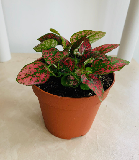 Red Polka Dot Plant Hypoestes Cassandra's Plants