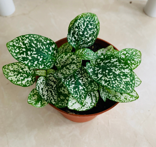 White Polka Dot Plant Hypoestes Cassandra's Plants