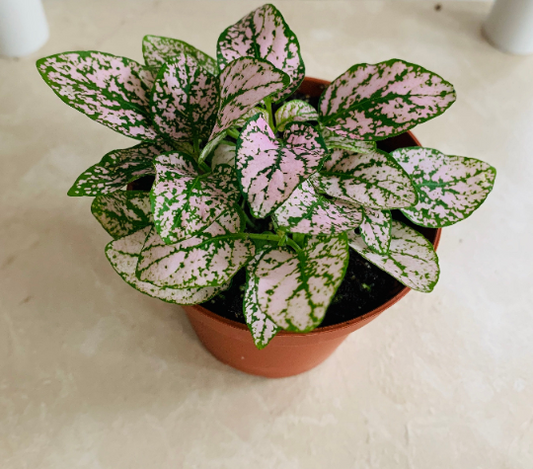 Pink Polka Dot Plant Hypoestes Cassandra's Plants