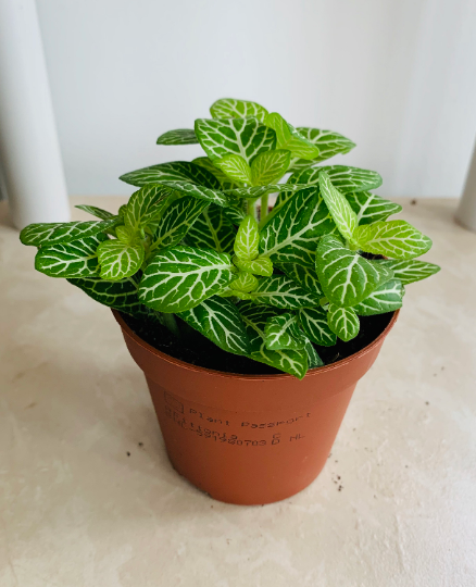 Fittonia Mosaic Mini White Anne in 7cm pot Cassandra's Plants