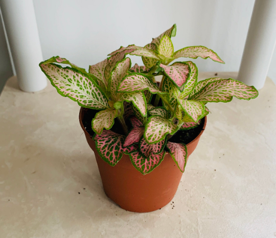 Fittonia Mosaic Revolution in 7cm pot Cassandra's Plants