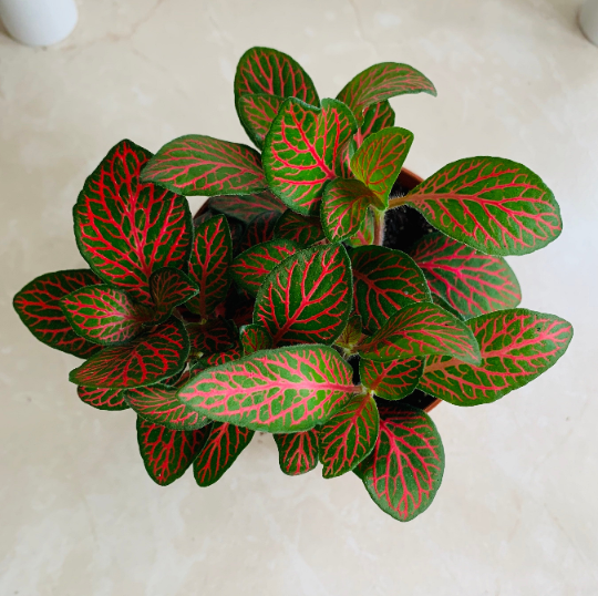 Fittonia Mosaic Mistral in 7cm pot Cassandra's Plants