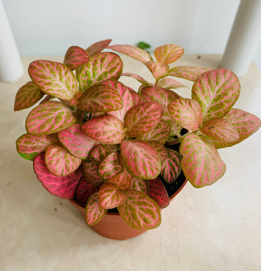 Fittonia Mosaic Pink Special in 7cm pot Cassandra's Plants