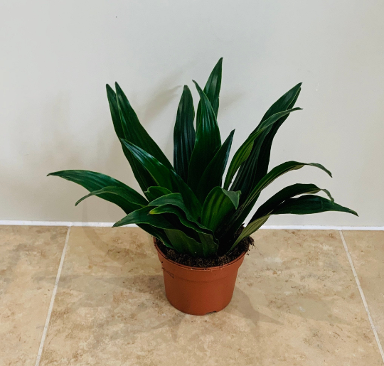 Dracaena Fragans Compacta 9cm Pot Cassandra's Plants