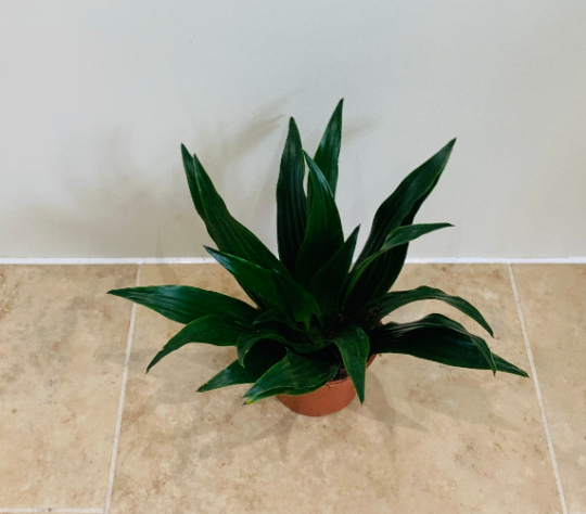 Dracaena Fragans Compacta 9cm Pot Cassandra's Plants