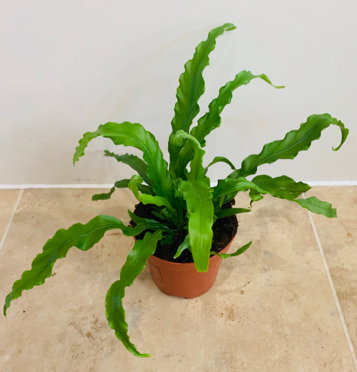 Asplenium Osaka Japanese Bird's Nest Fern 12cm Pot Cassandra's Plants