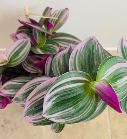 Tradescantia Nanouk Cassandra's Plants