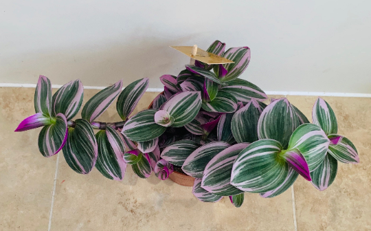 Tradescantia Nanouk Cassandra's Plants